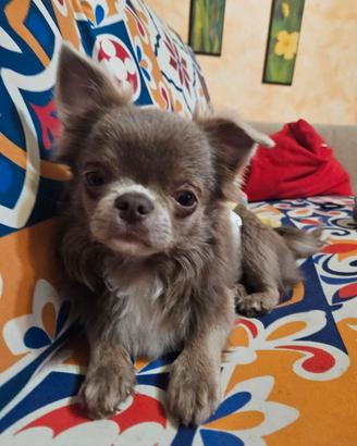 Chihuahua