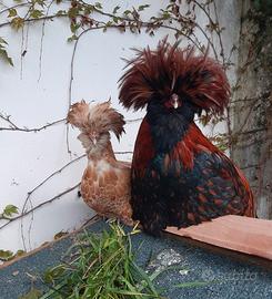 Gallo di razza Padovana