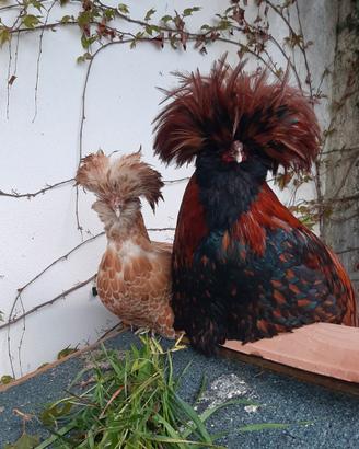 Gallo di razza Padovana