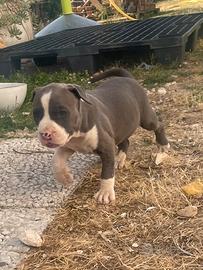 Cuccioli Amstaff Blu Nose