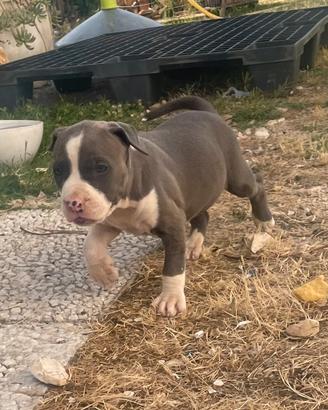 Cuccioli Amstaff Blu Nose