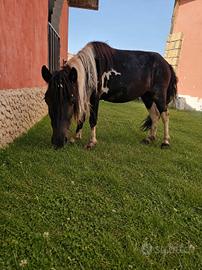  PONY FEMMINE DI 2 ANNI 