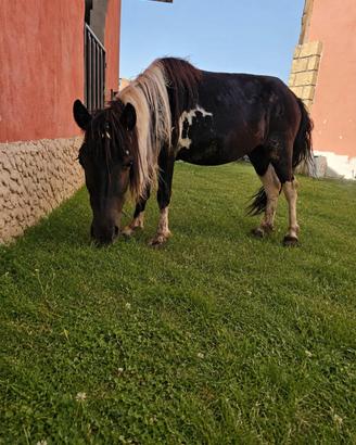  PONY FEMMINE DI 2 ANNI 