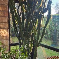 Cactus imponente con vaso 