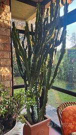 Cactus imponente con vaso 