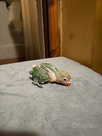 Pulli Inseparabili fischer