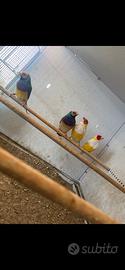 Diamanti di gould