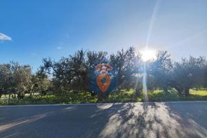 Castelvetrano Terreno Agricolo Del Tipo Uliveto