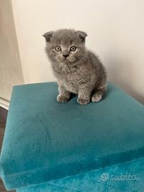 Cuccioli Scottish Fold
