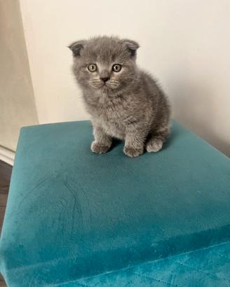 Cuccioli Scottish Fold