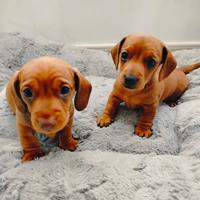 Cuccioli maschi di bassotto caninchen
