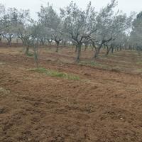 Uliveto e grande casolare rurale tutto in regola