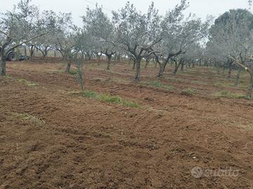 Uliveto e grande casolare rurale tutto in regola