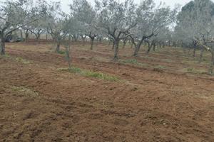 Uliveto e grande casolare rurale tutto in regola