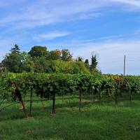 Terreno agricolo - vigneto