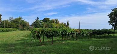 Terreno agricolo - vigneto