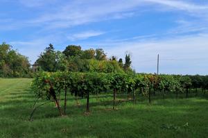 Terreno agricolo - vigneto
