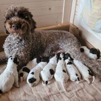 Cucciolo Lagotto Romagnolo