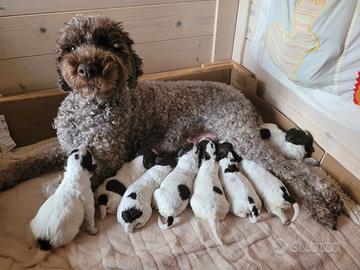 Cucciolo Lagotto Romagnolo