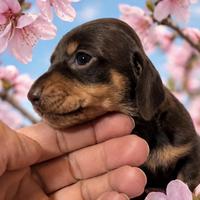 Bassottina cioccolato