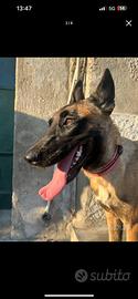 Pastore belga malinois