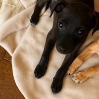 Cucciolo Nero Incrocio Piccolo Levriero Italiano