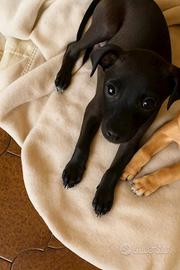 Cucciolo Nero Incrocio Piccolo Levriero Italiano