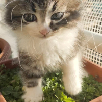 Gattino siberiano