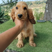 Cocker spaniel inglese pedigree PET TERAPY fulvo