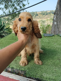 Cocker spaniel inglese pedigree PET TERAPY fulvo