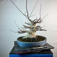 Acero palmato Yamamomiji