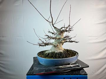 Acero palmato Yamamomiji