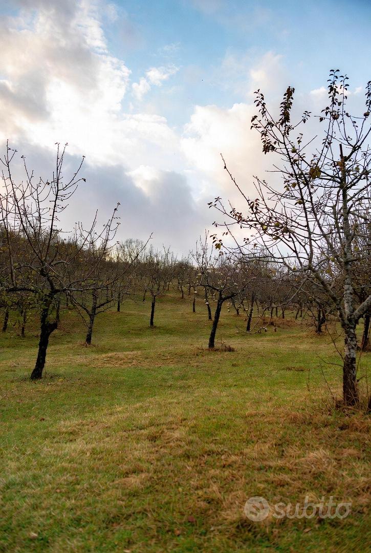 Quota Societaria con Terreno Agricolo - Vista 2