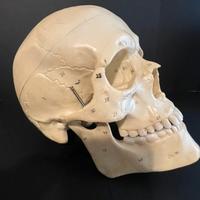 Cranio per Studio, Professionale, in resina