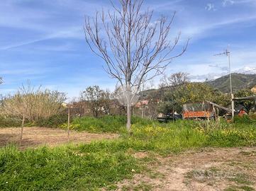 TER. AGRICOLO A BELVEDERE MARITTIMO
