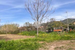 TER. AGRICOLO A BELVEDERE MARITTIMO