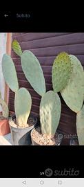 piante  cactus fico d India in vaso 