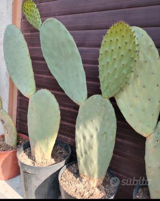 piante  cactus fico d India in vaso 