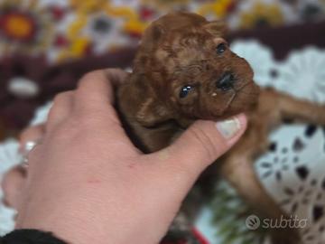 Cuccioli di barboncino toy