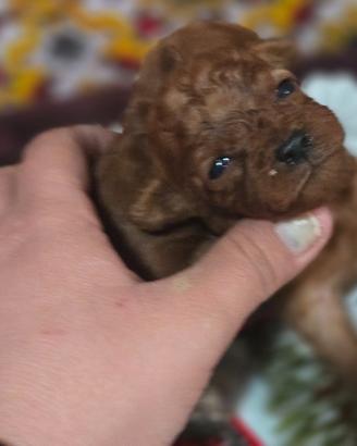 Cuccioli di barboncino toy