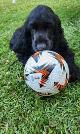 Cuccioli di Cocker