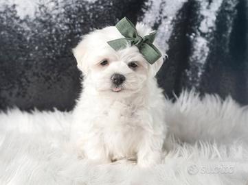 Cucciolo maschio di Maltese