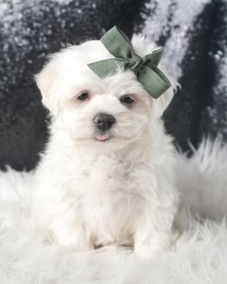 Cucciolo maschio di Maltese