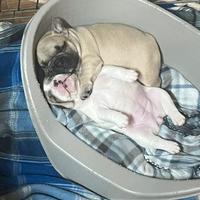 Bulldog francese esotico