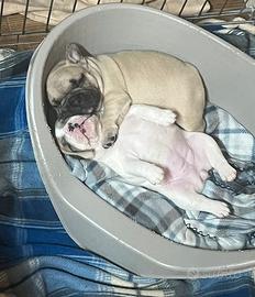 Bulldog francese esotico