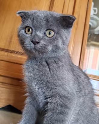 Cucciolo Gatto Scottish Fold Blu Giocoso