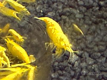 Caridine neo Caridine