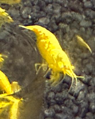 Caridine neo Caridine