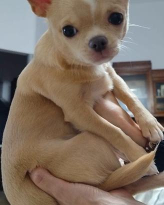 Chihuahua