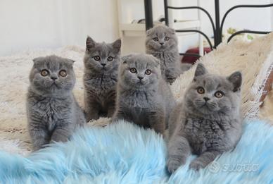 Scottish fold straight